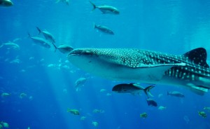 whale-shark-281497_1280